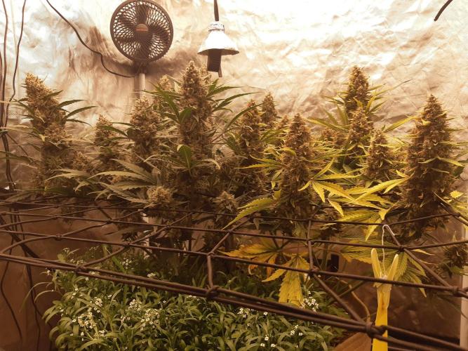 Fast buds ecolife living soil grow. Week 11