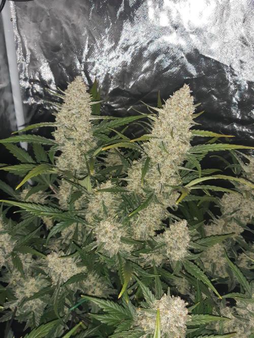 Fast buds ecolife living soil grow. Week 11