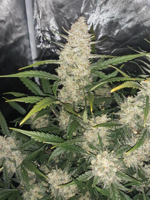 Fast buds ecolife living soil grow. Week 11