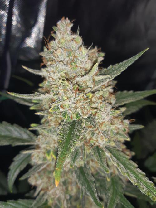Fast buds ecolife living soil grow. Week 11