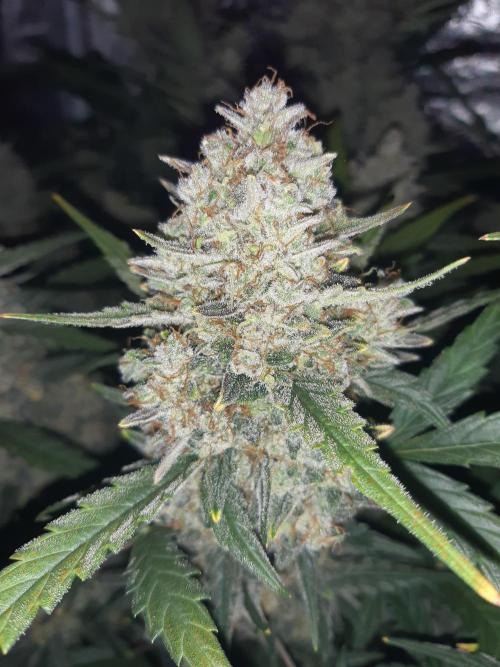 Fast buds ecolife living soil grow. Week 11