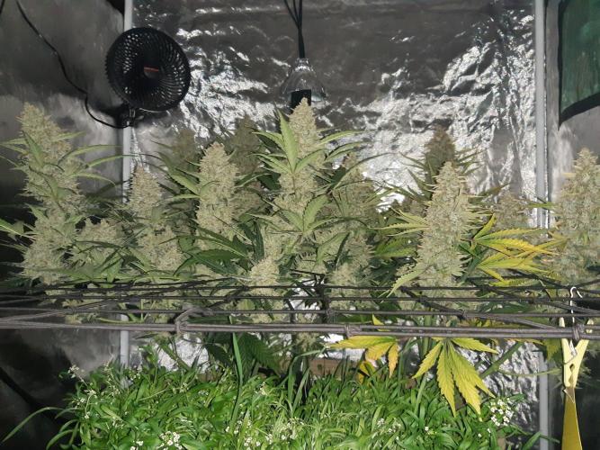 Fast buds ecolife living soil grow. Week 11