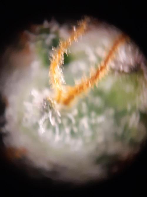 Fast buds ecolife living soil grow. Week 11