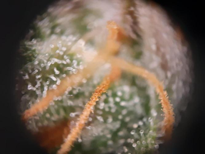 Fast buds ecolife living soil grow. Week 11