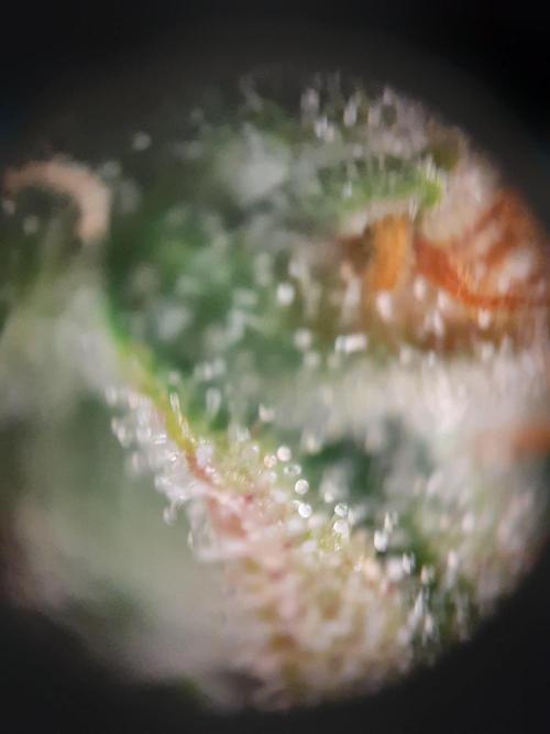Fast buds ecolife living soil grow. Week 11