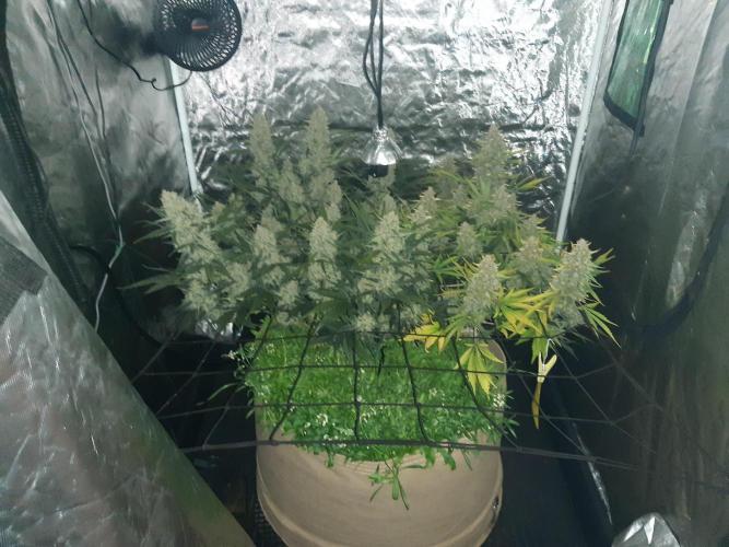 Fast buds ecolife living soil grow. Week 11