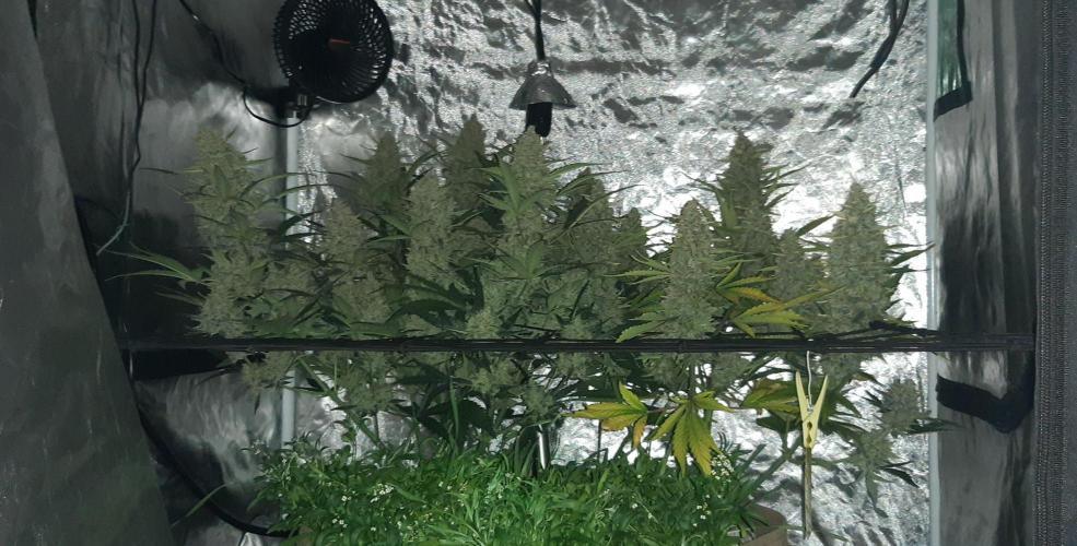 Fast buds ecolife living soil grow. Week 11