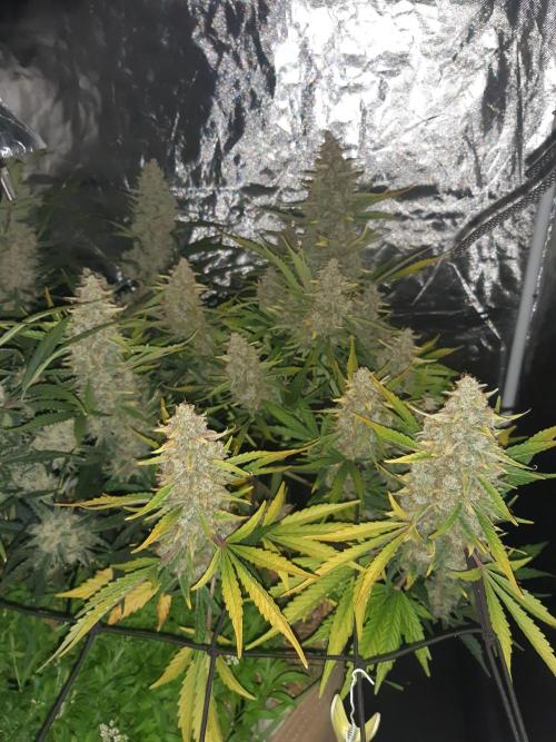 Fast buds ecolife living soil grow. Week 11