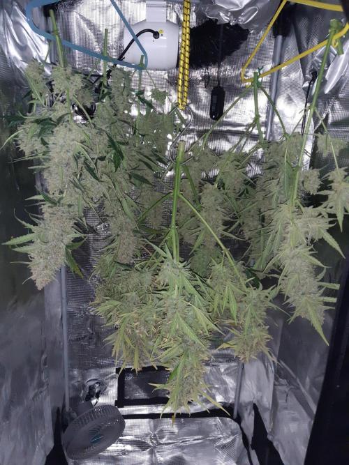 Fast buds ecolife living soil grow. Week 11