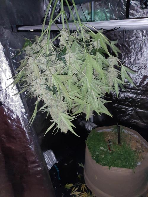 Fast buds ecolife living soil grow. Week 11