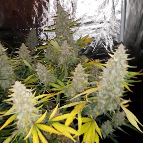 Fast buds ecolife living soil grow
