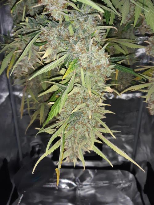 Fast buds ecolife living soil grow. Week 11