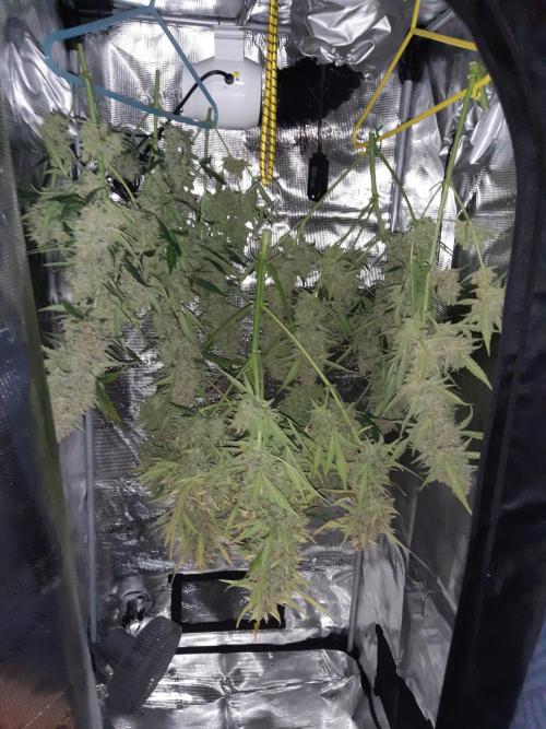 Fast buds ecolife living soil grow. Week 11