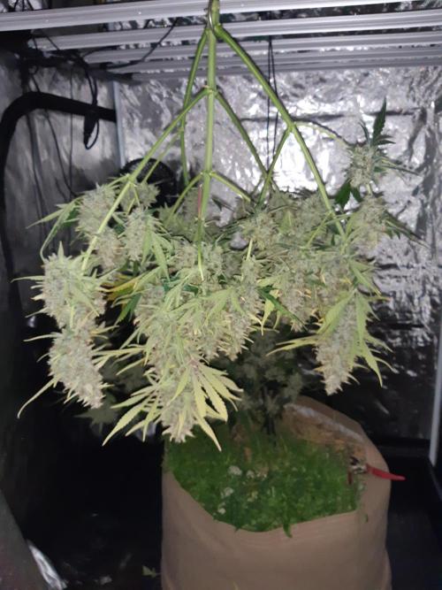Fast buds ecolife living soil grow. Week 11