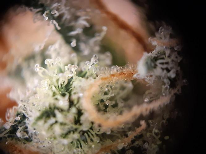 Fast buds ecolife living soil grow. Week 11