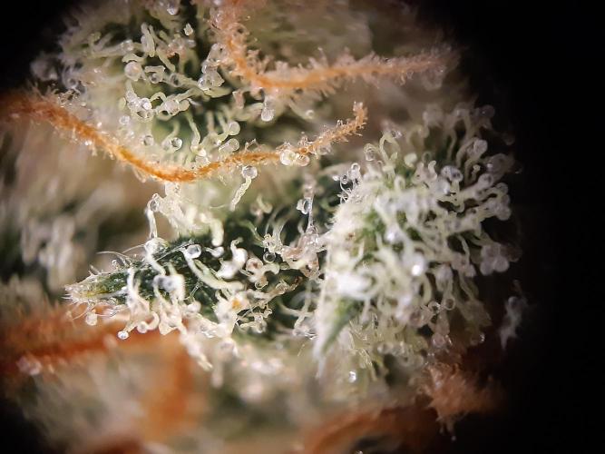 Fast buds ecolife living soil grow. Week 11