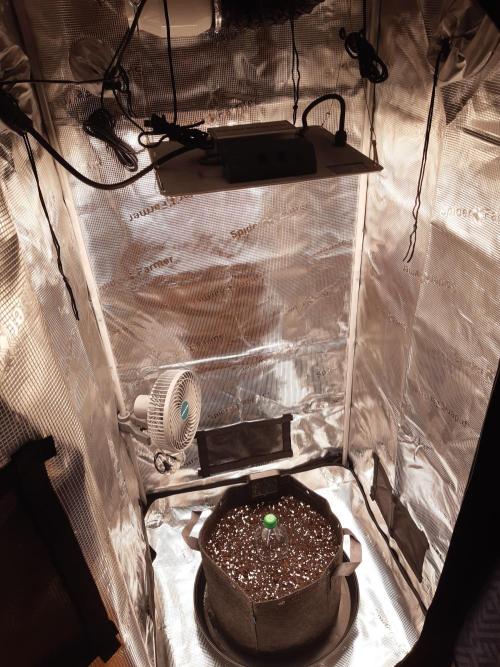 Garlic budder auto living soil test. Week 0