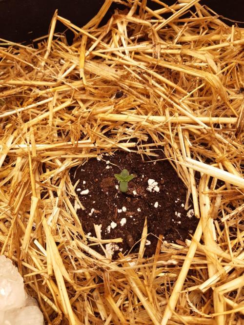 Garlic budder auto living soil test. Week 0