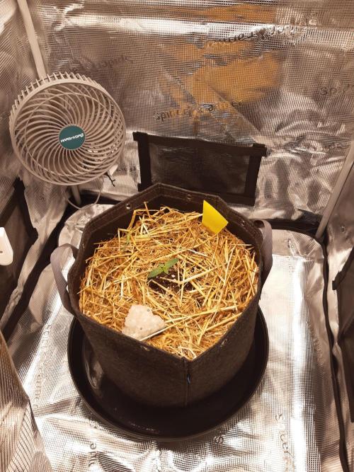 Garlic budder auto living soil test. Week 1