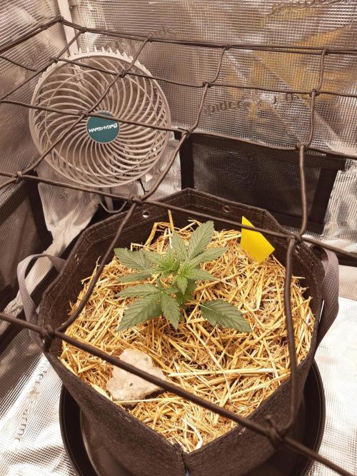 Garlic budder auto living soil test. Week 2