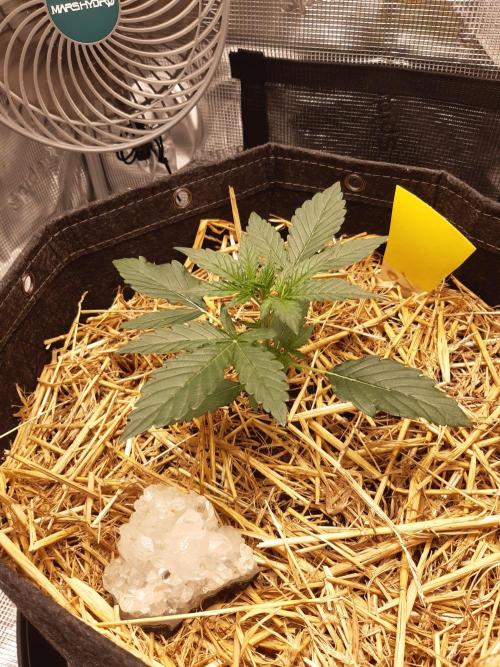 Garlic budder auto living soil test. Week 2