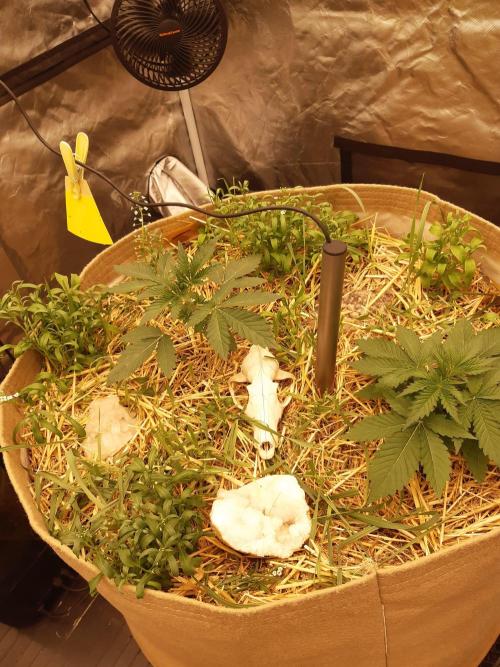 Living soil fast buds photos. Week 2
