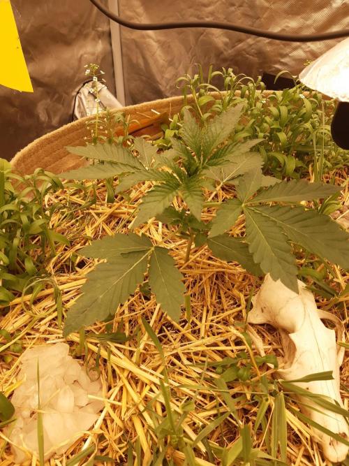 Living soil fast buds photos. Week 2
