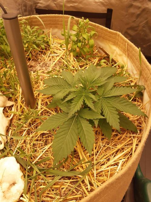 Living soil fast buds photos. Week 2