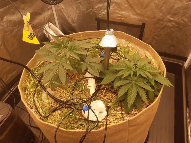 Living soil fast buds photos. Week 3