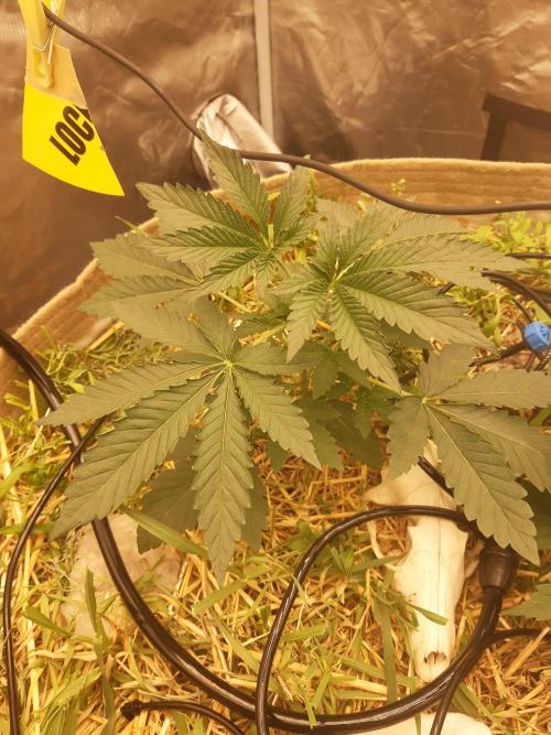 Living soil fast buds photos. Week 3