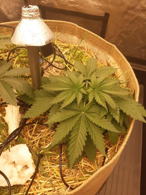 Living soil fast buds photos. Week 3