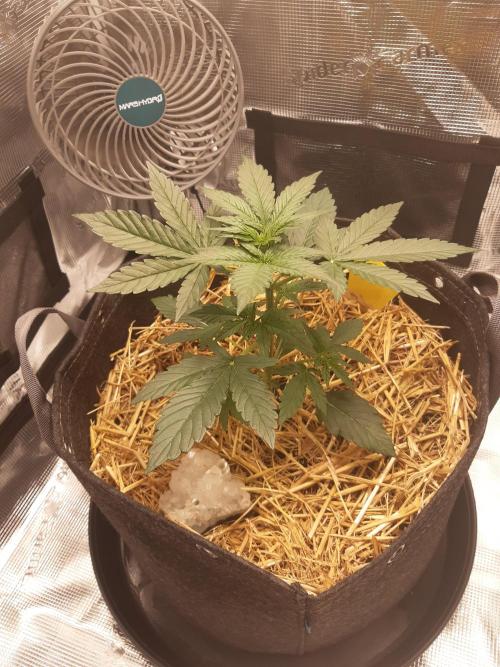 Garlic budder auto living soil test. Week 3
