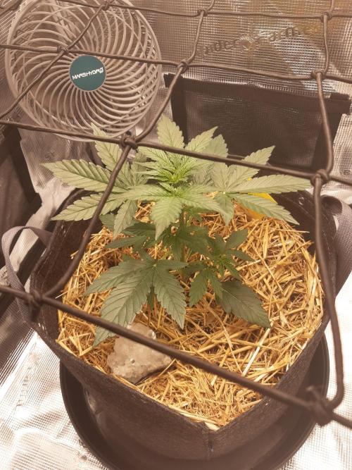 Garlic budder auto living soil test. Week 3