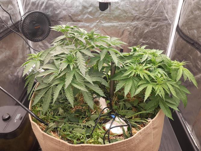 Living soil fast buds photos. Week 4