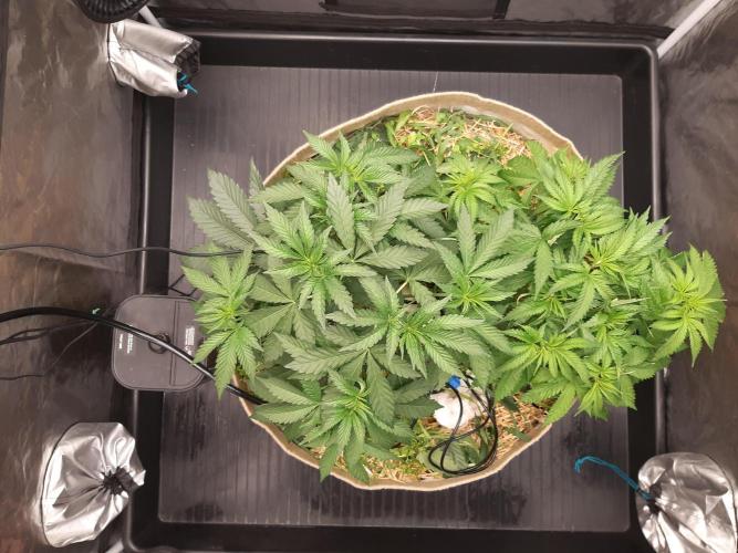 Living soil fast buds photos. Week 4