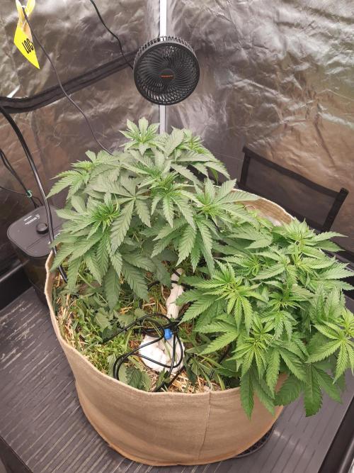 Living soil fast buds photos. Week 4
