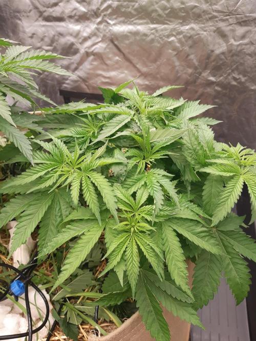 Living soil fast buds photos. Week 4