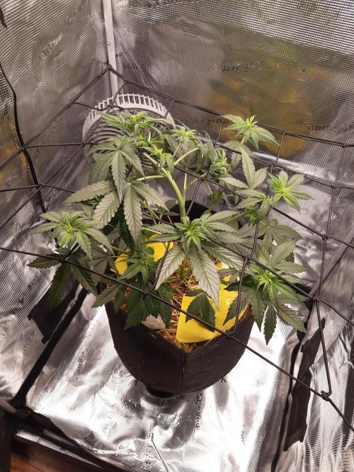 Garlic budder auto living soil test. Week 4