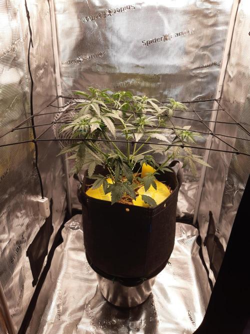 Garlic budder auto living soil test. Week 4