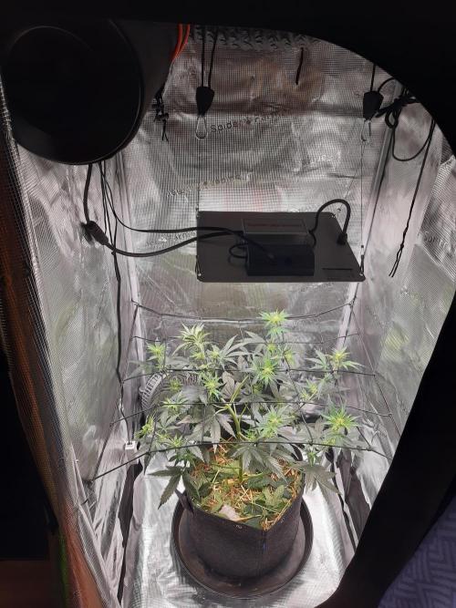 Garlic budder auto living soil test. Week 5