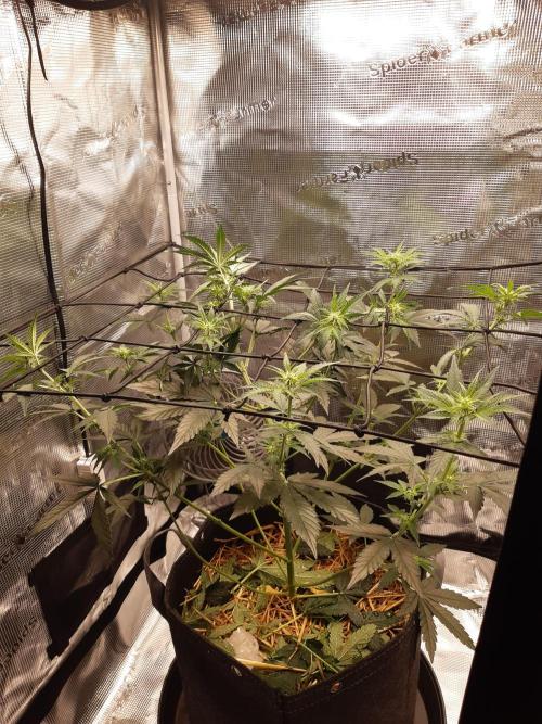 Garlic budder auto living soil test. Week 5