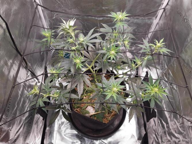 Garlic budder auto living soil test. Week 5