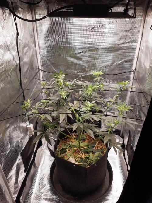 Garlic budder auto living soil test. Week 5
