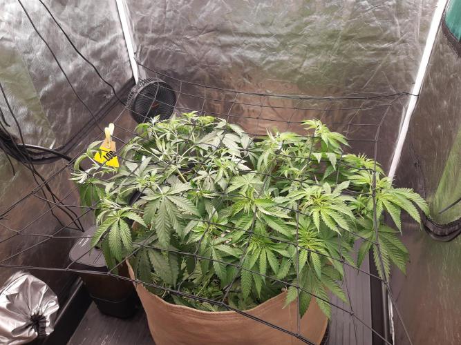Living soil fast buds photos. Week 5