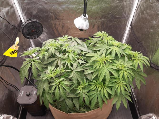 Living soil fast buds photos. Week 5
