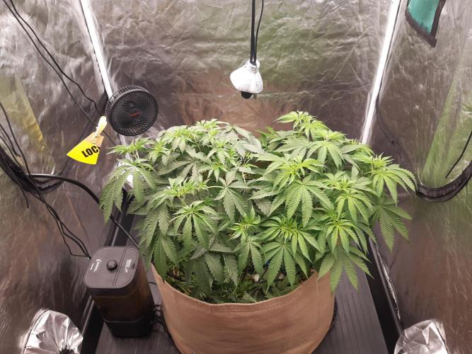 Living soil fast buds photos. Week 5