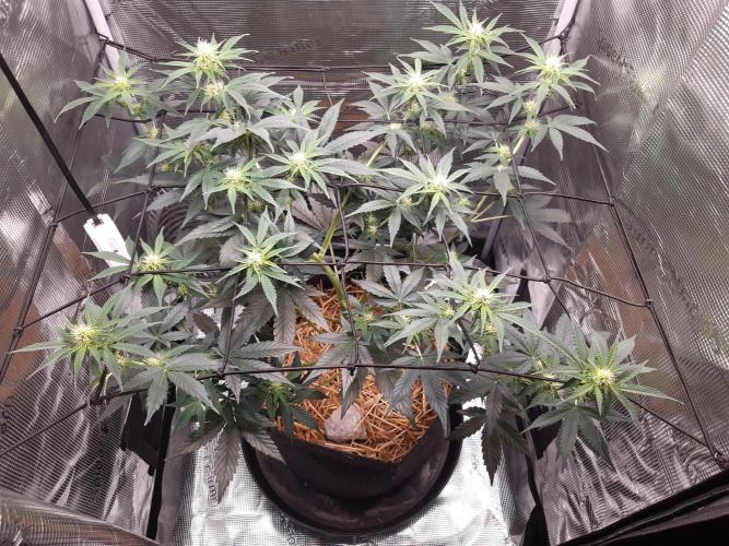 Garlic budder auto living soil test. Week 6