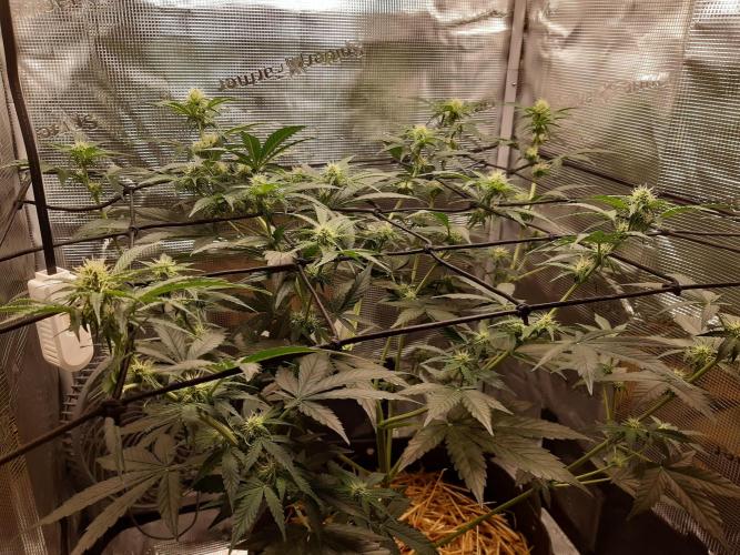 Garlic budder auto living soil test. Week 6