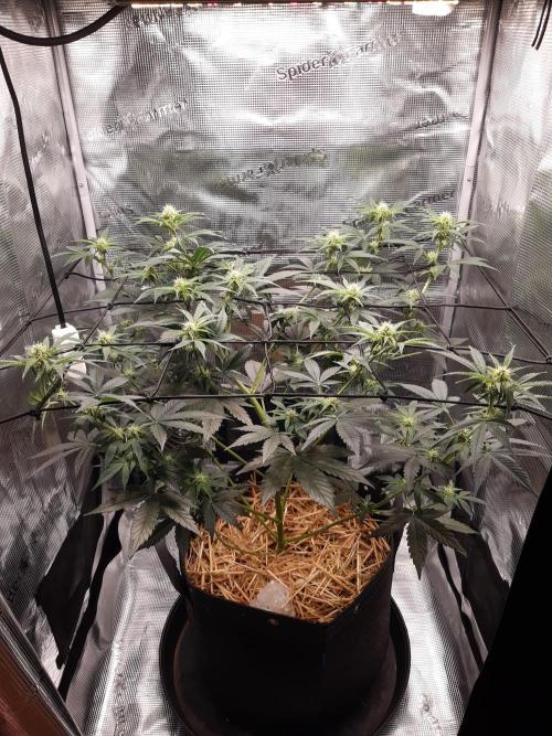 Garlic budder auto living soil test. Week 6