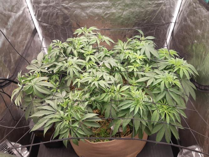 Living soil fast buds photos. Week 6